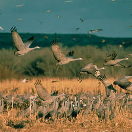 Audubon’s Nebraska Crane Festival